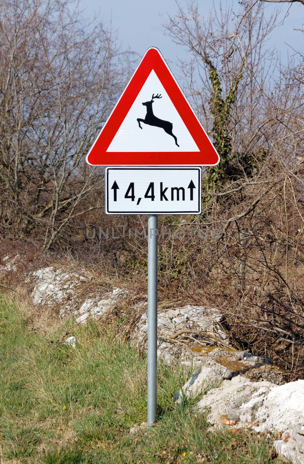 traffic warning sign - wild animal cross road