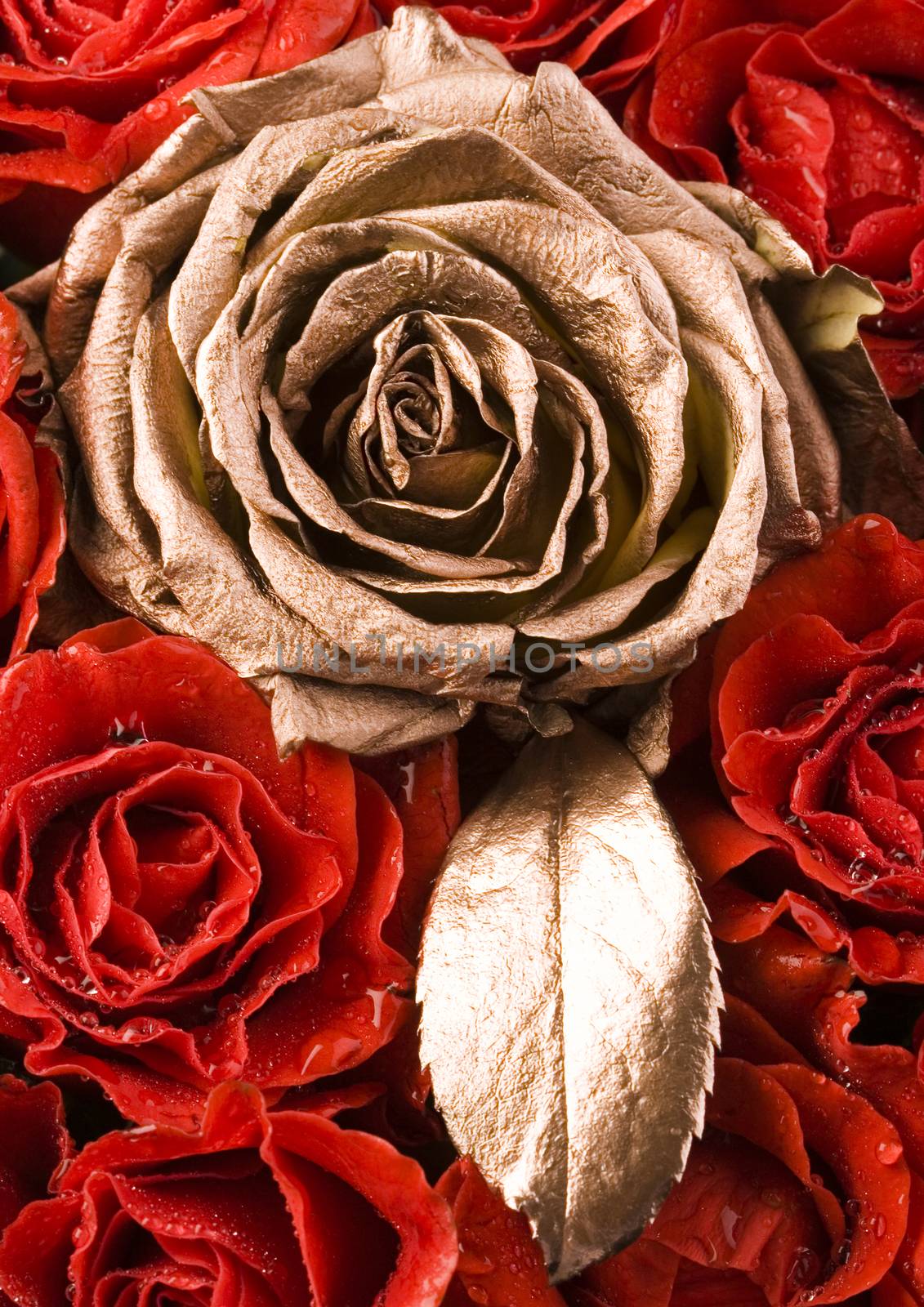 Romantic roses, wonderful springtime vivid theme