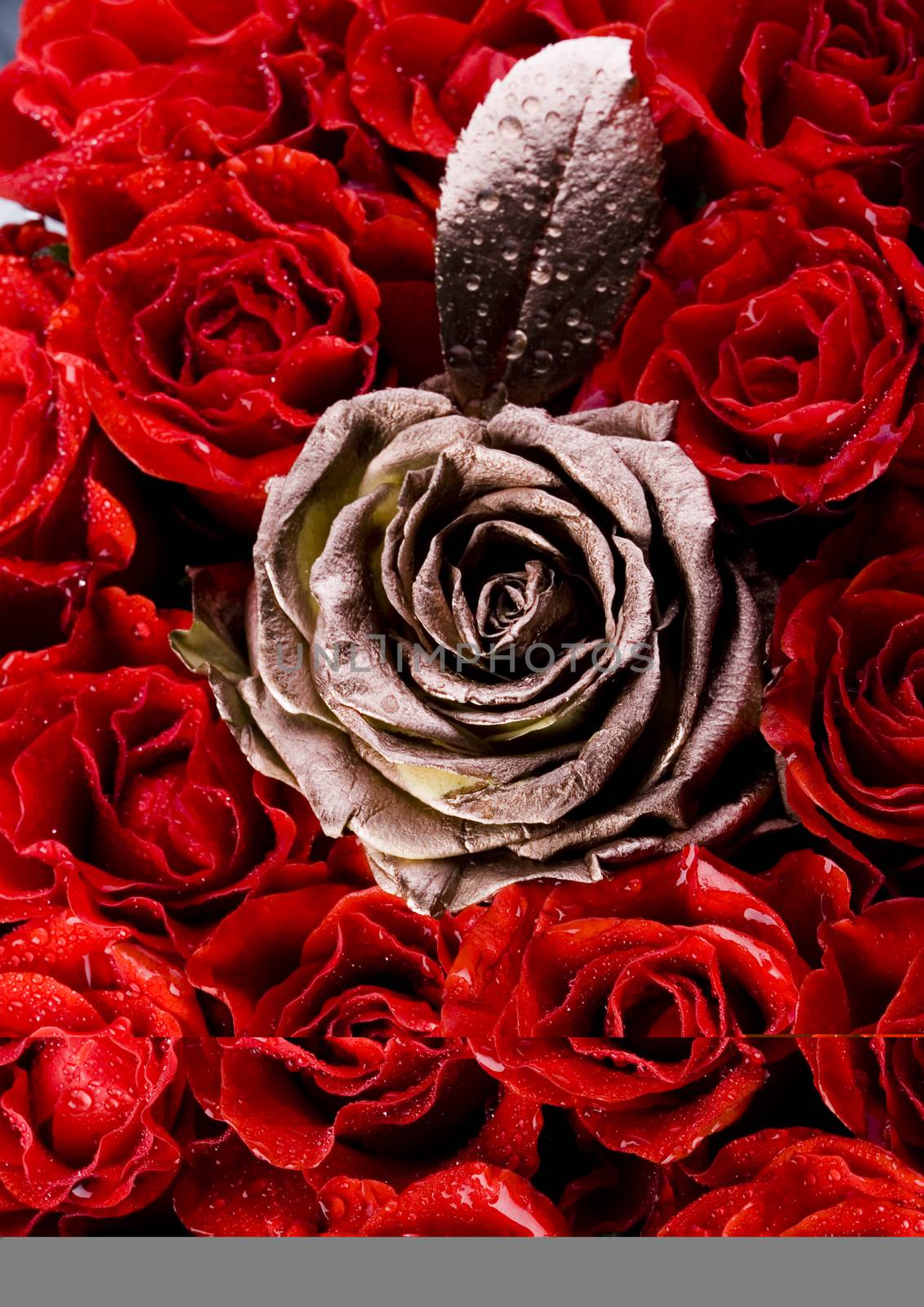 Romantic roses, wonderful springtime vivid theme by JanPietruszka