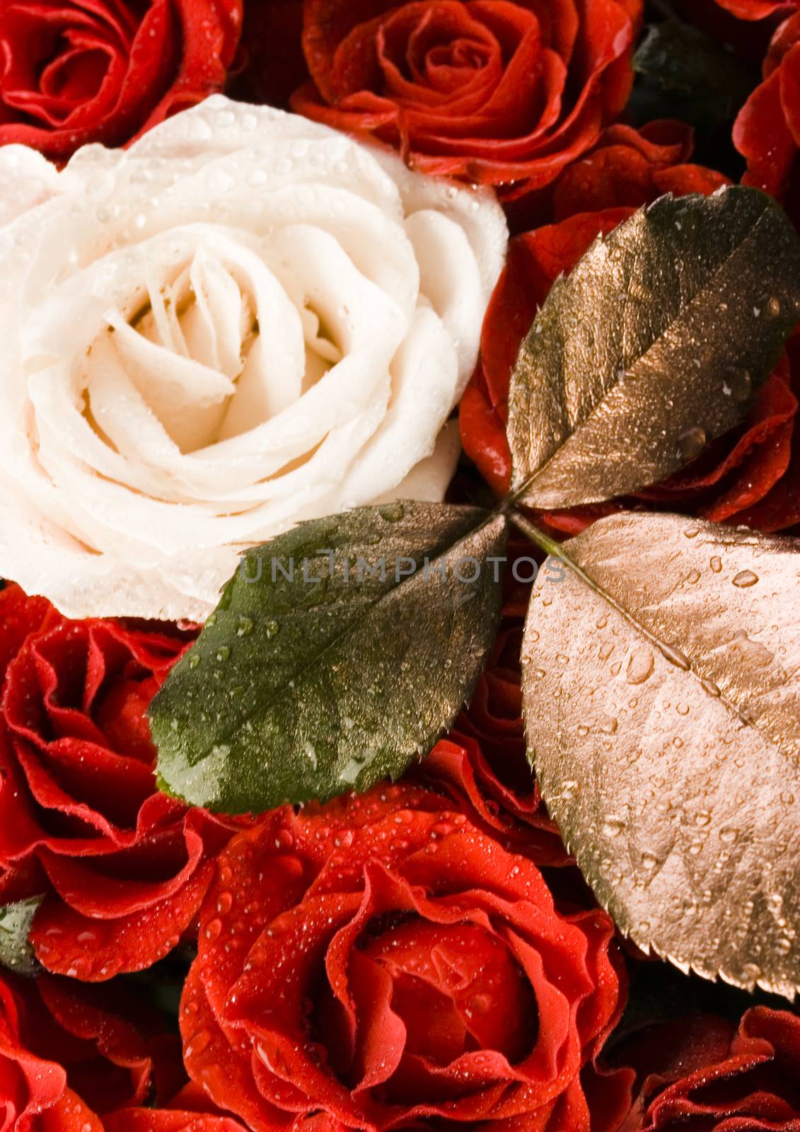 Romantic roses, wonderful springtime vivid theme by JanPietruszka
