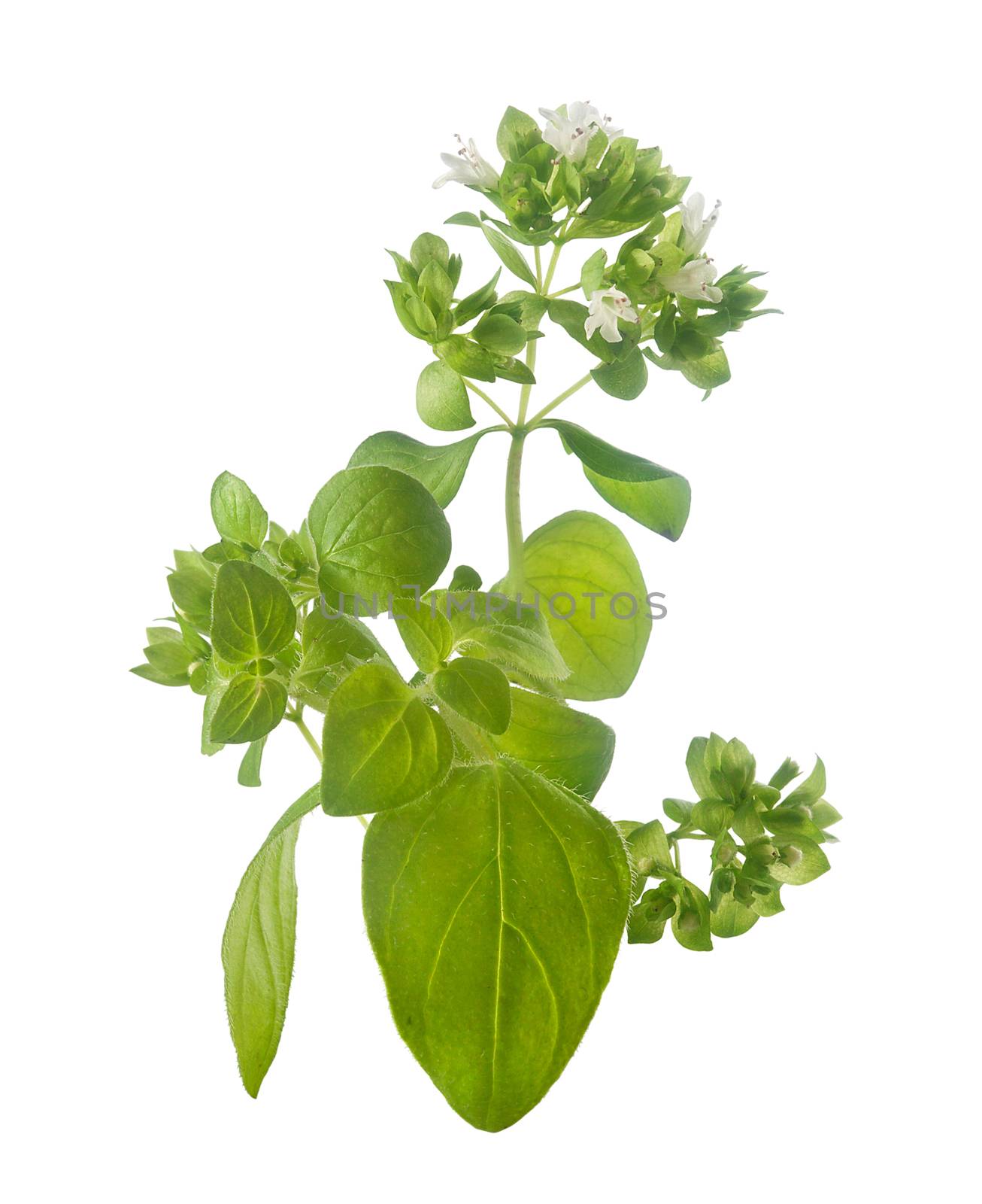 Isolated branch of common origanum with flowers and leaves