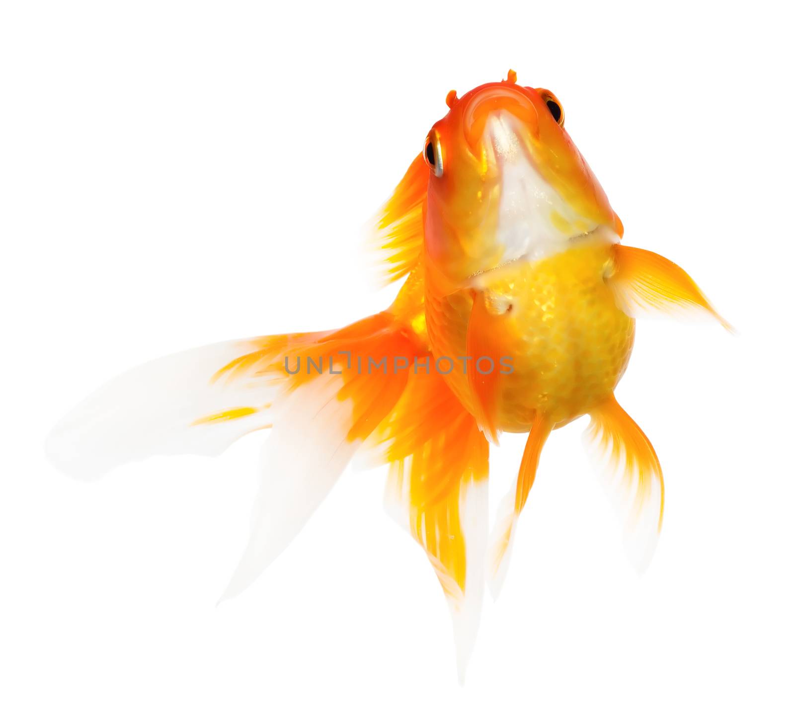 Gold fish isolated on white background