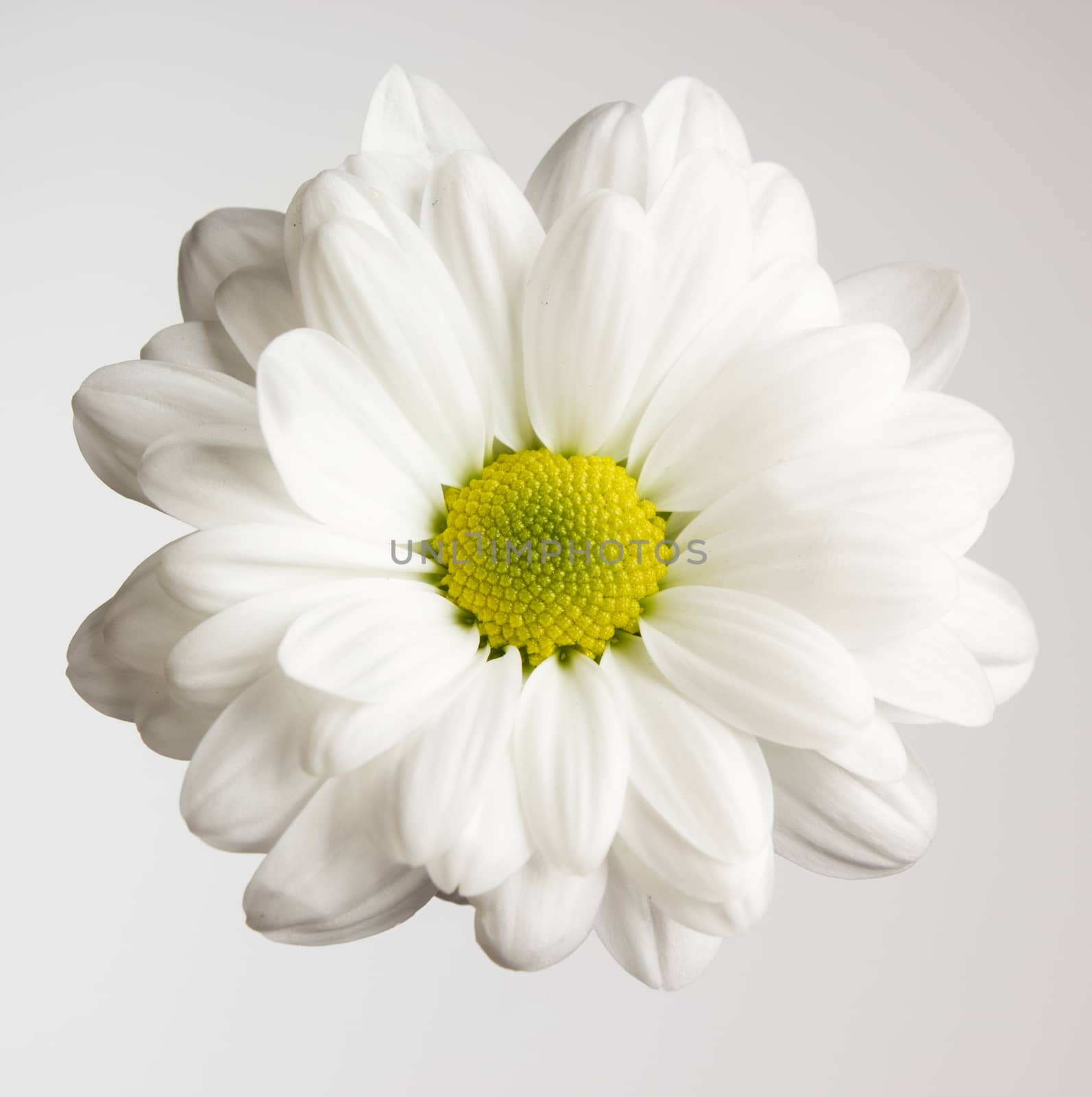 Close up view of fresh chrysanthemum flower 