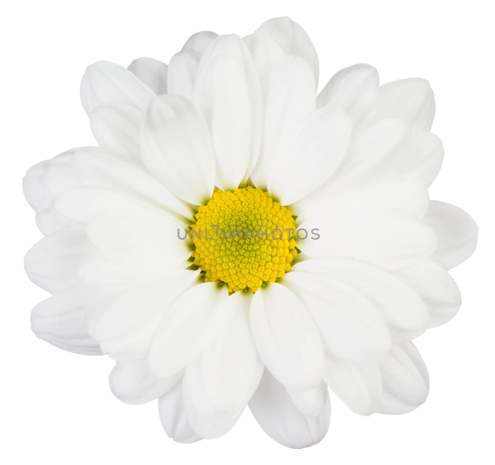 White flower isolated on white