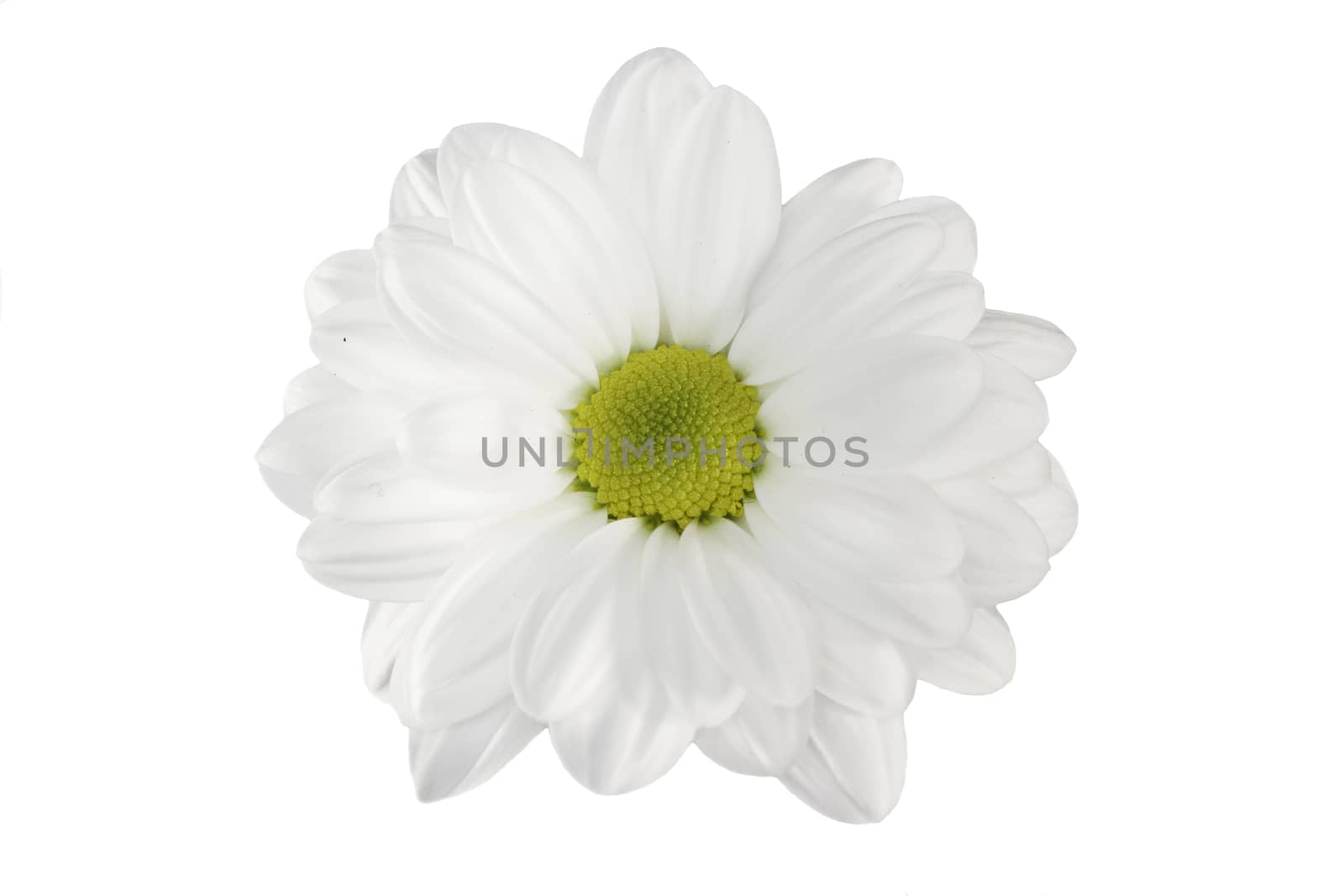 White daisy chrysanthemum isolated on white