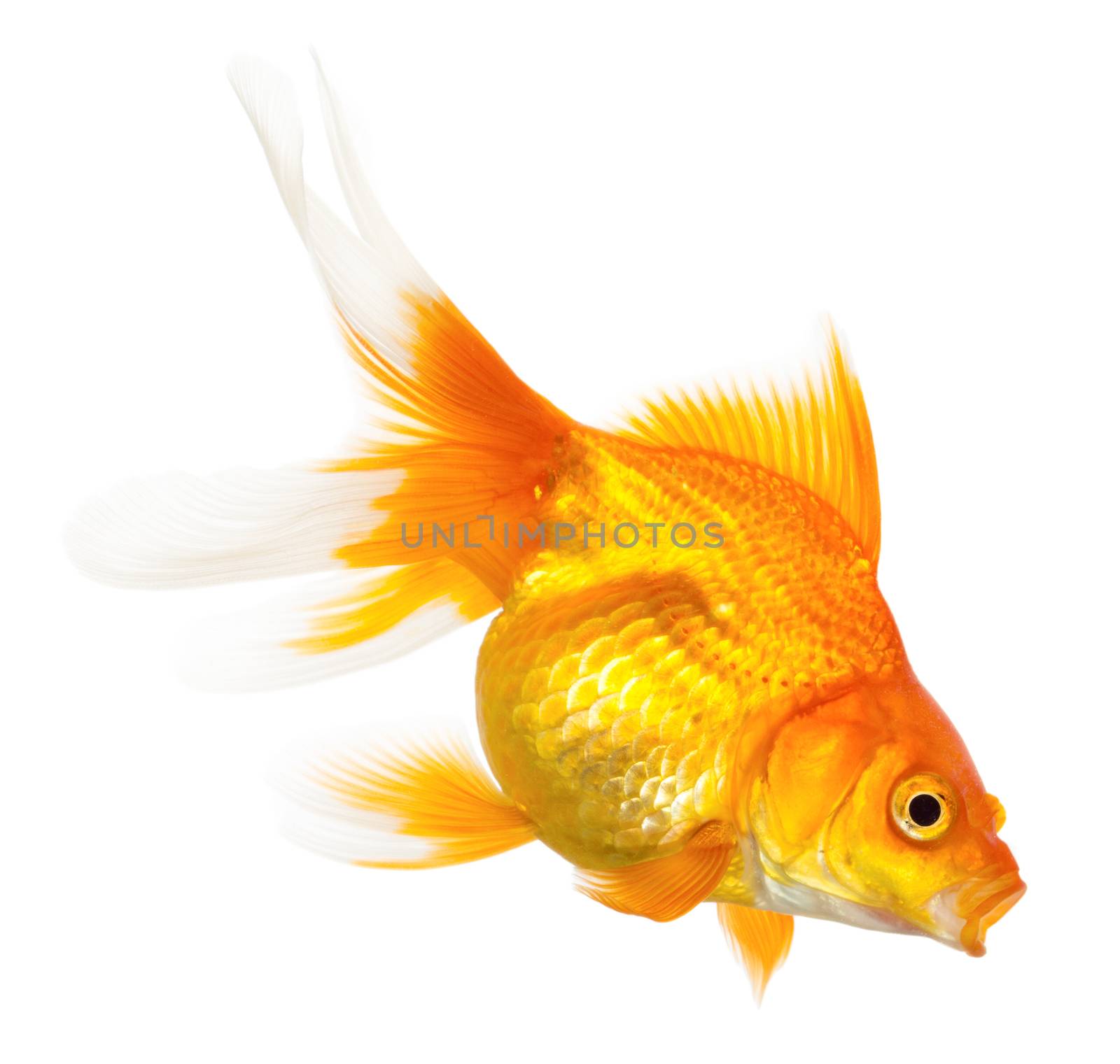 Gold fish isolated on white background