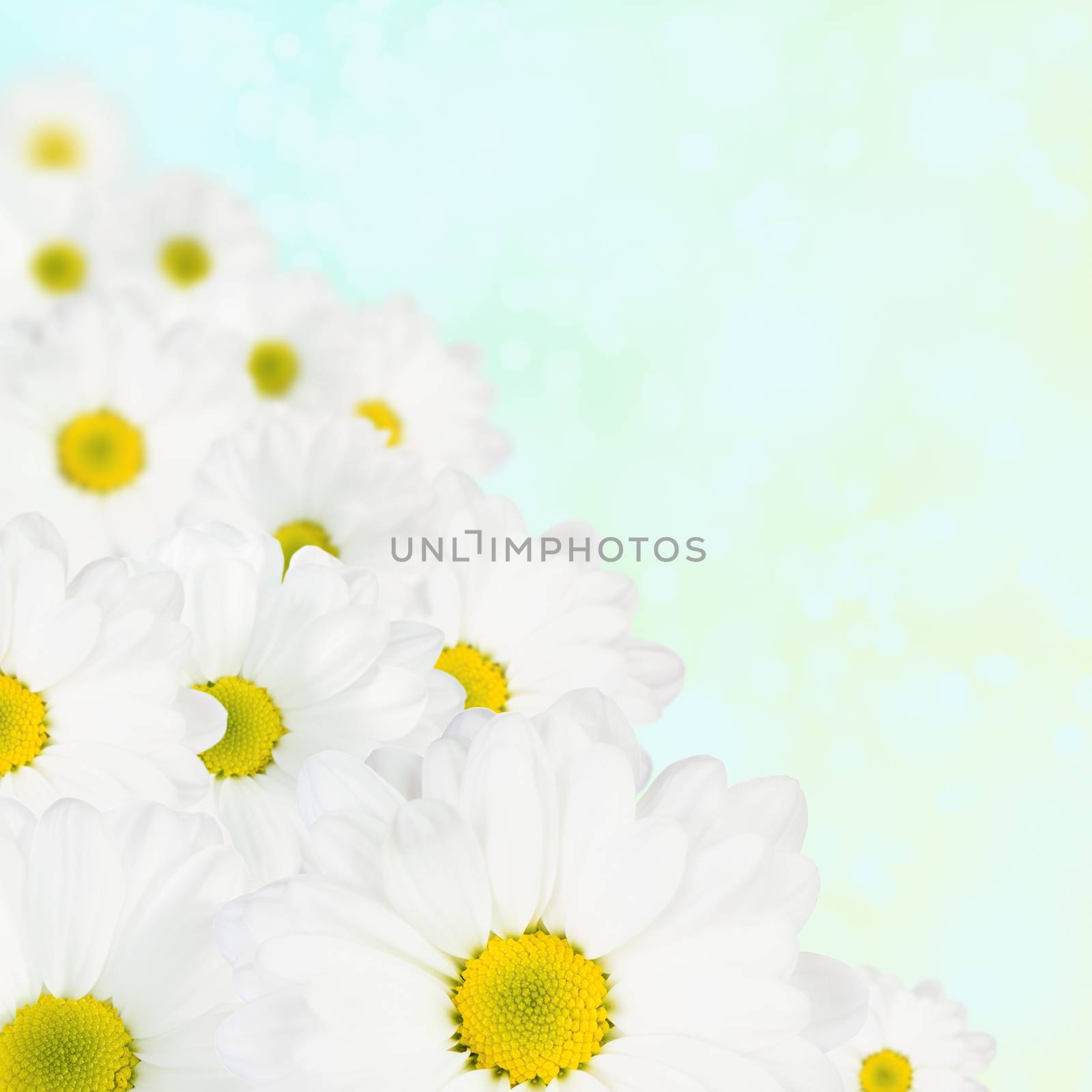White flower spring background