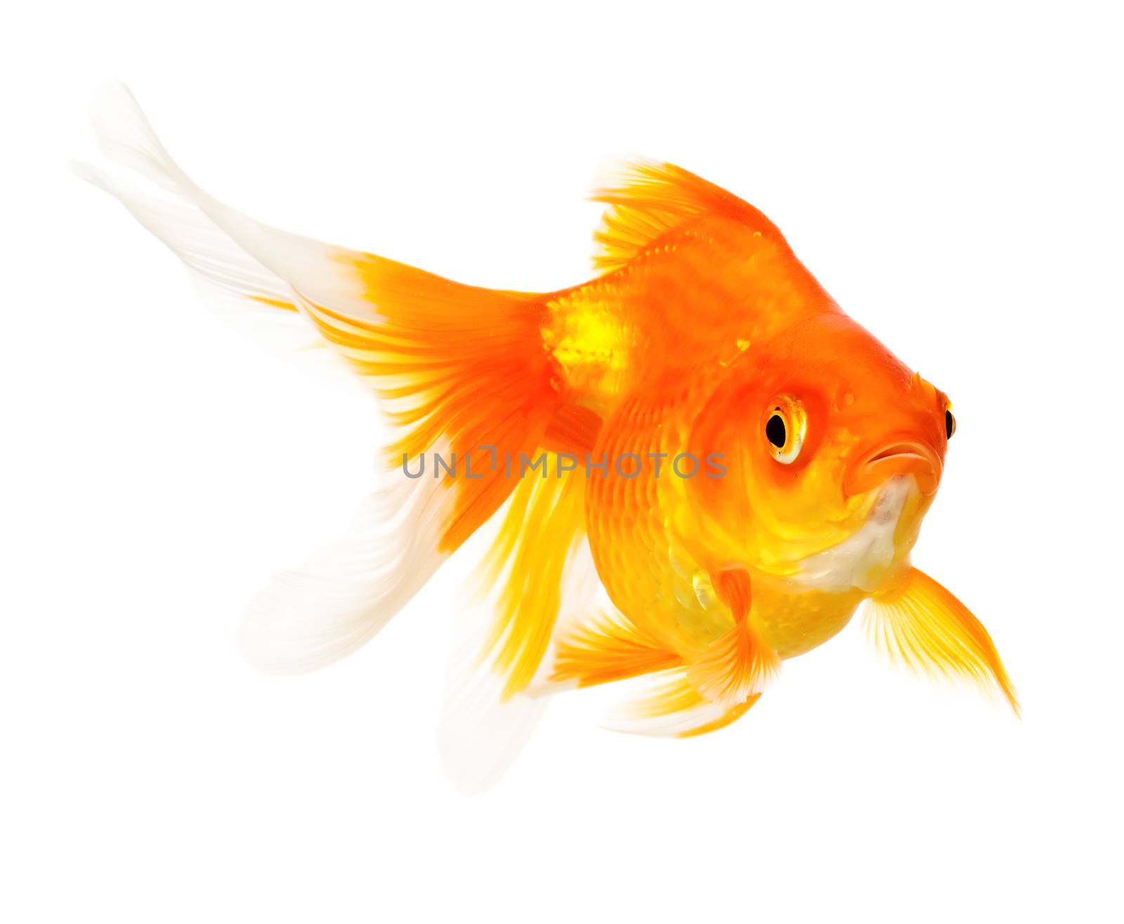 Gold fish by Valengilda