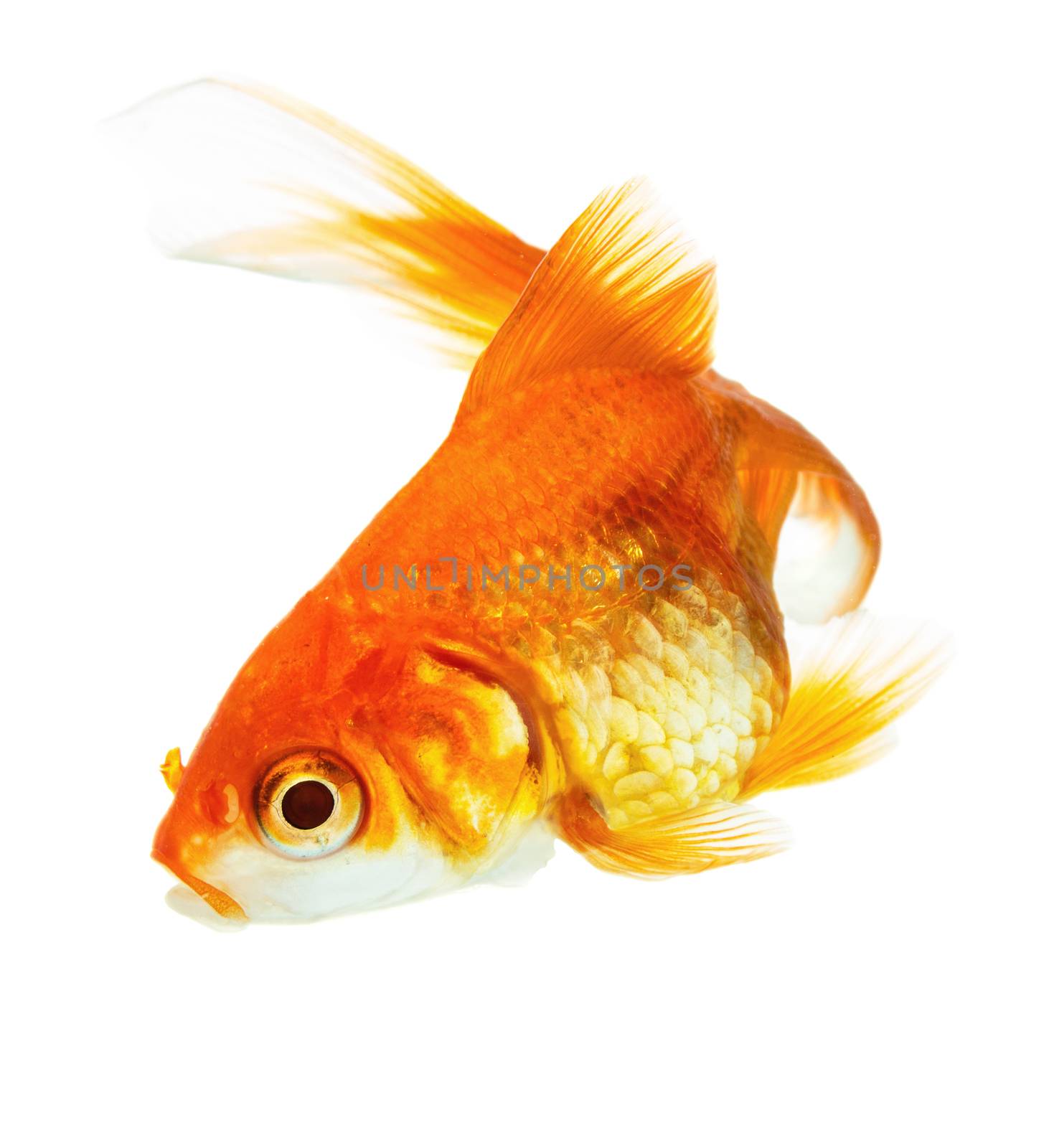 Gold fish isolated on white