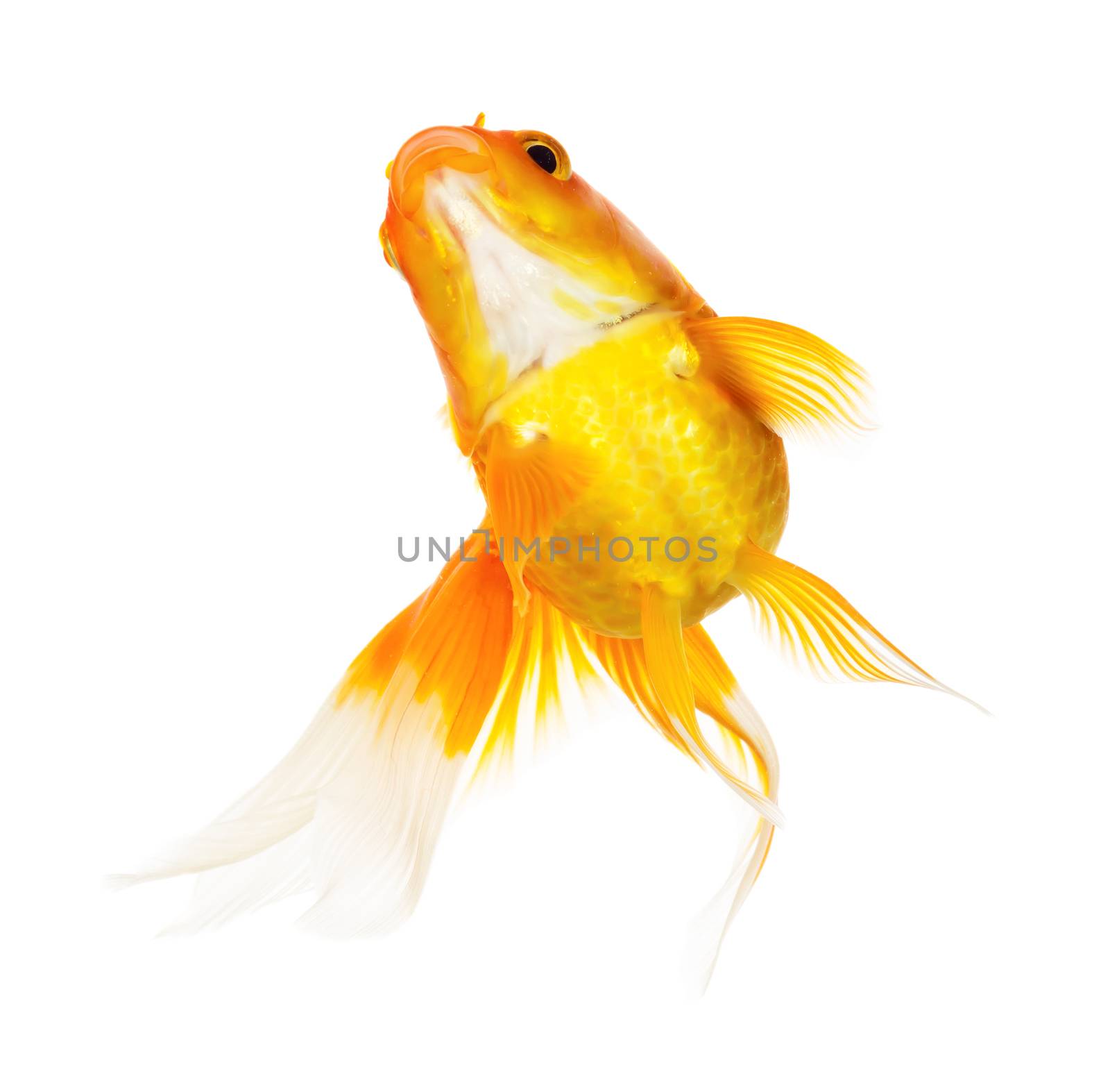 Gold fish isolated on white background