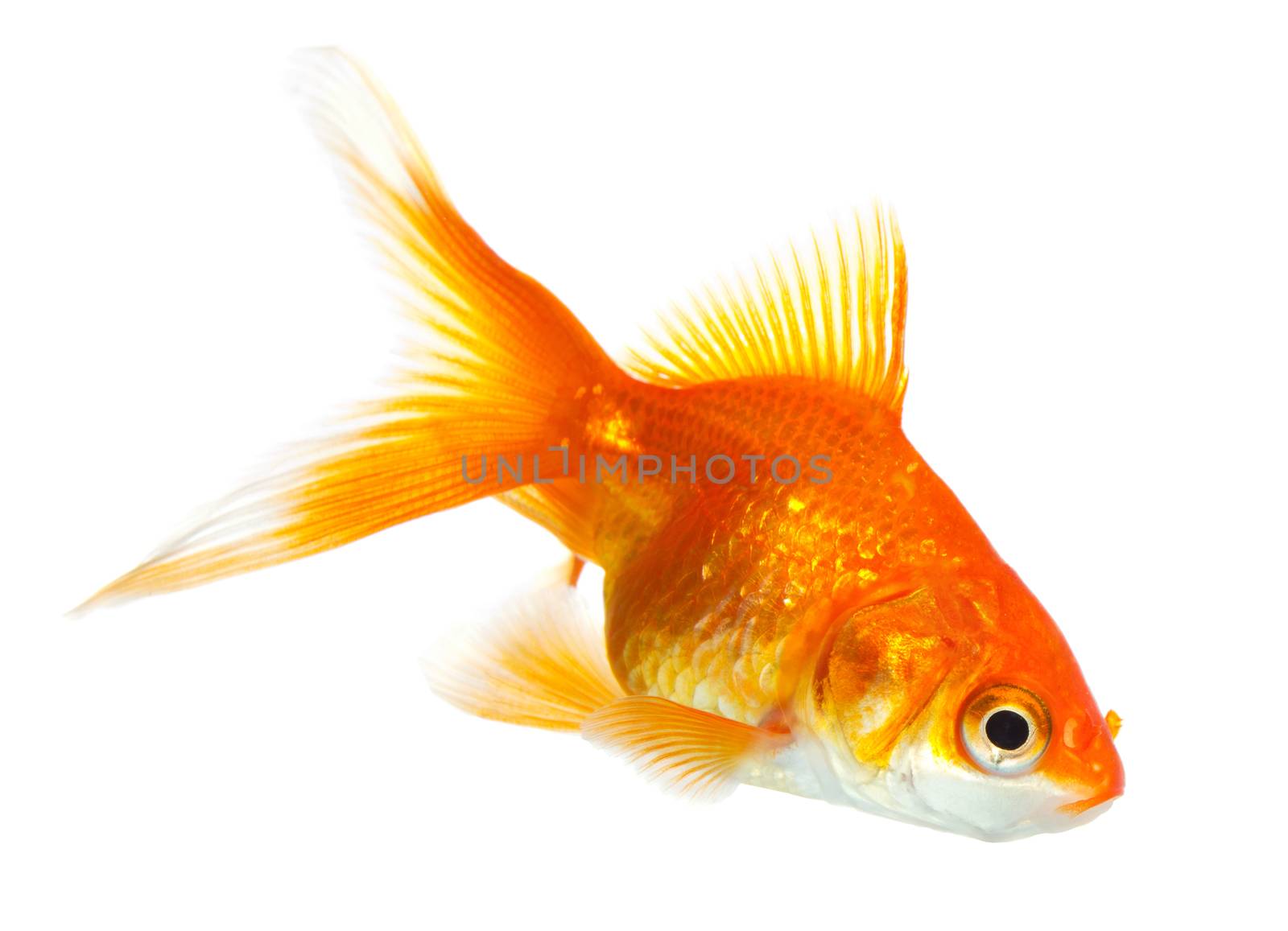 Gold fish isolated on white