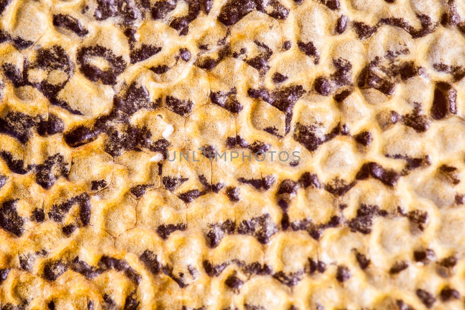 Macro shot of bees swarming on a honeycomb by viktor_cap