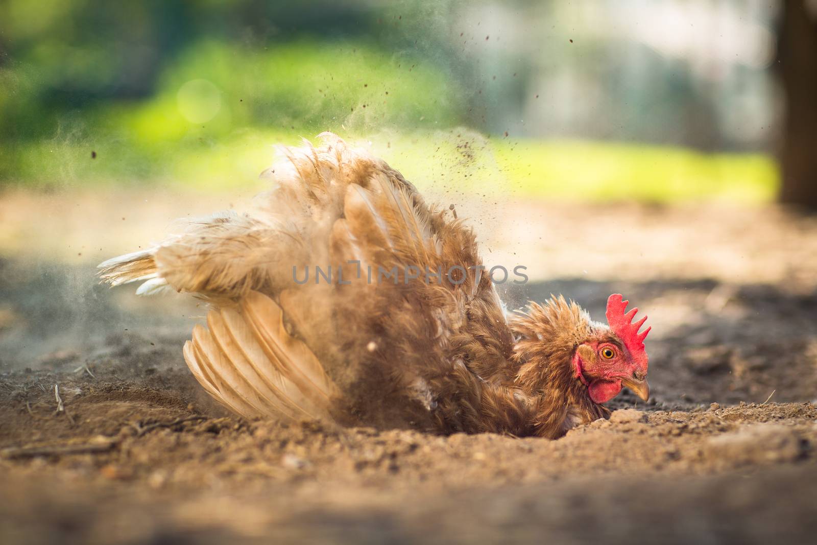 Hen in a farmyard (Gallus gallus domesticus)  by viktor_cap