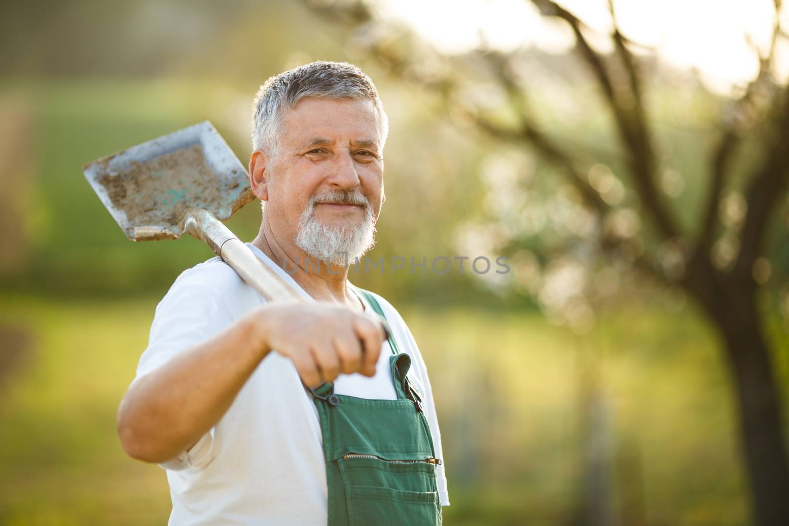 Portrait of a handsome senior man gardening in his garden, on a lovely spring day (color toned image)