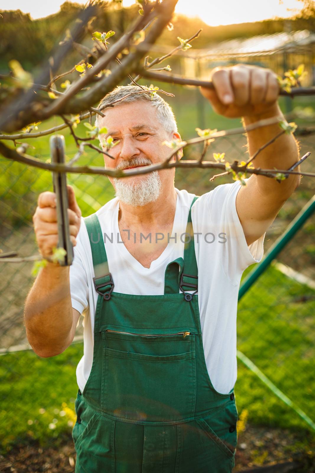 Portrait of a handsome senior man gardening in his garden by viktor_cap