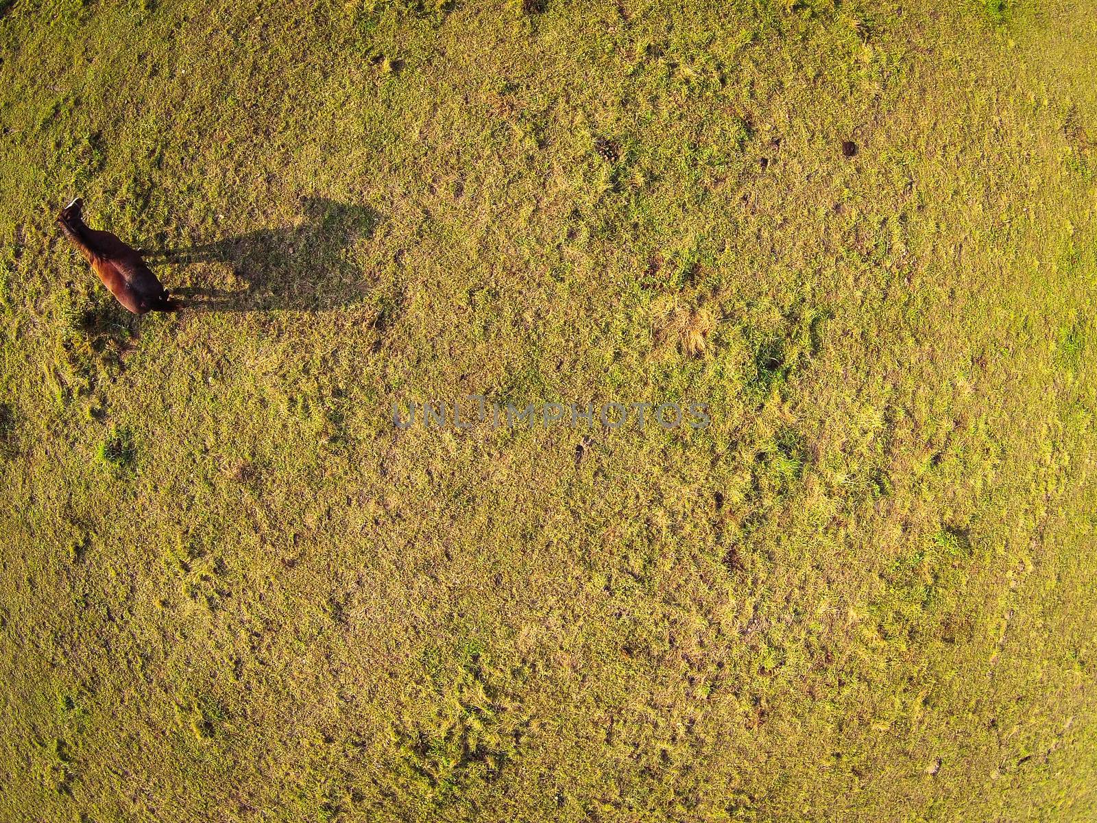 Aerial view over a pasture with a horse casting a shadow