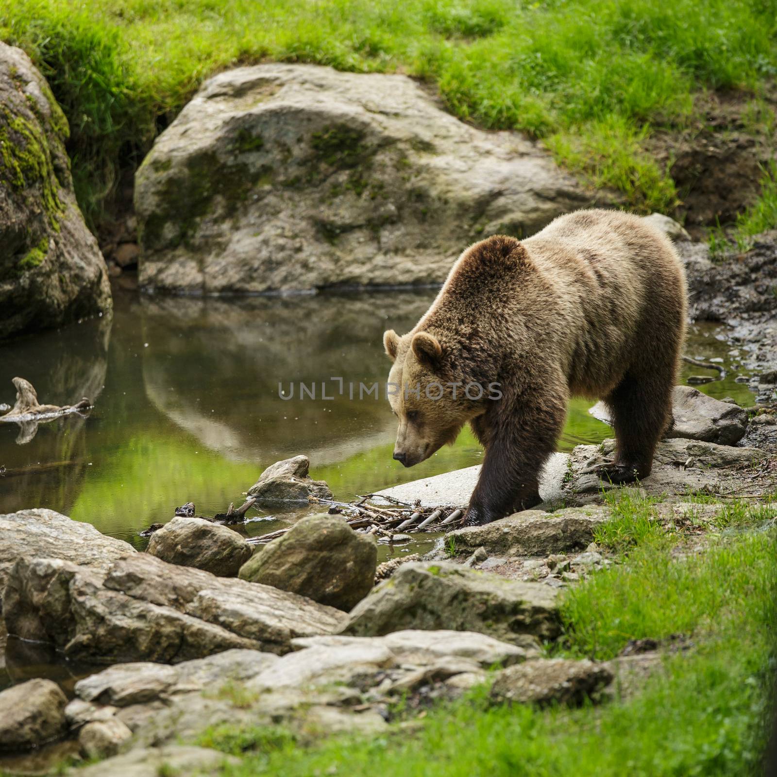 Brown bear (Ursus arctos)