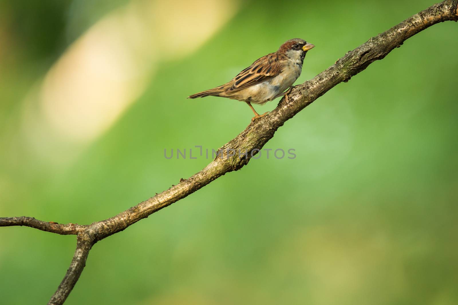 House Sparrow (Passer domesticus) on a branch against lush green by viktor_cap