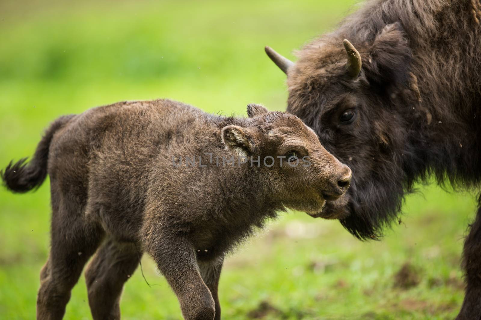 European bison (Bison bonasus) by viktor_cap