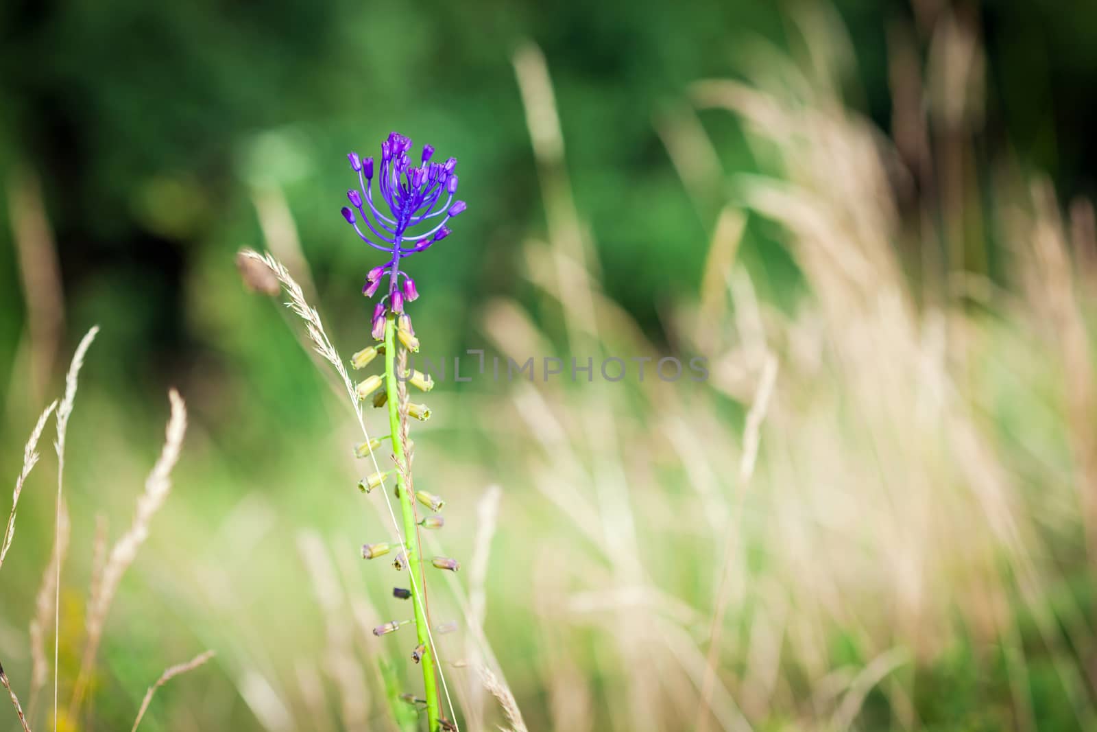 Medicinal wild spring flowers on Needle Grass meadow background