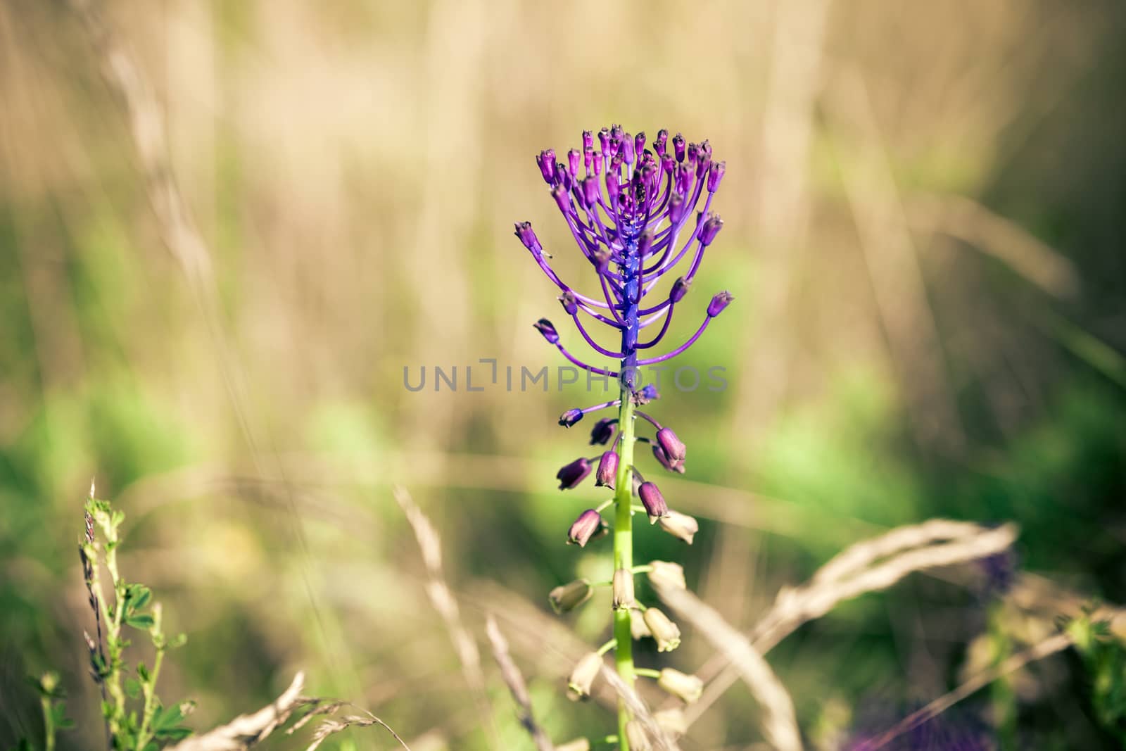 Medicinal wild spring flowers on meadow background