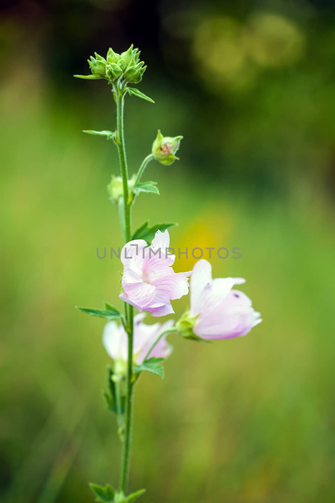 Closeup of pink Hollyhock flowers on green meadow