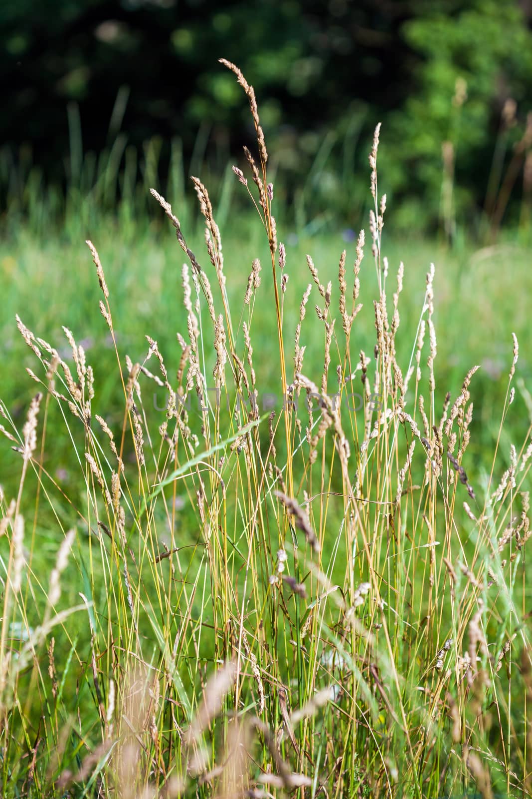 Wild Needle Grass, Nassella tenuissima pattern background