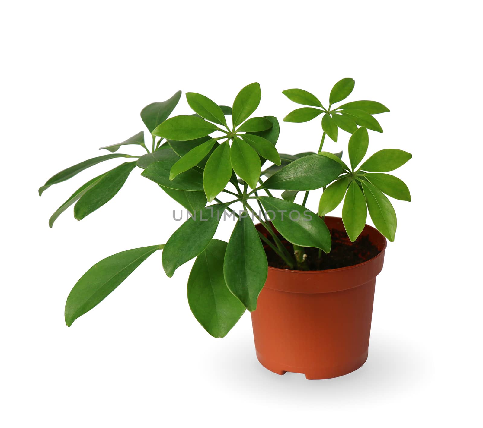 Houseplant - young Schefflera a potted plant isolated over white by kav777