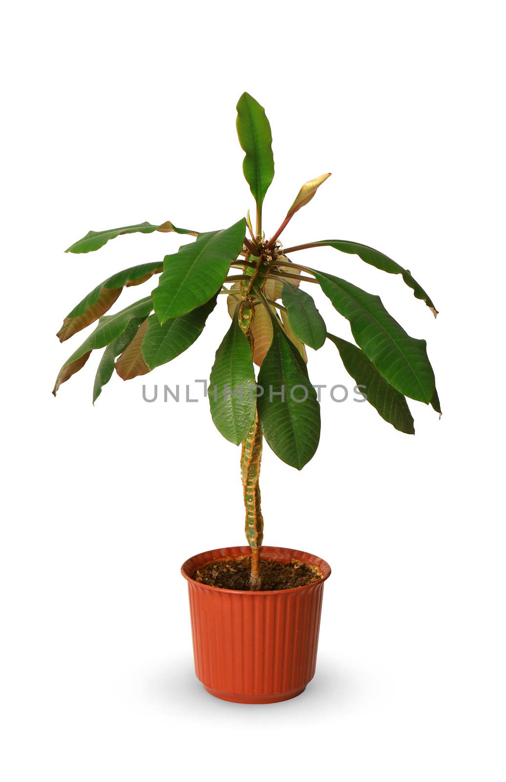 euphorbia a potted plant isolated over white