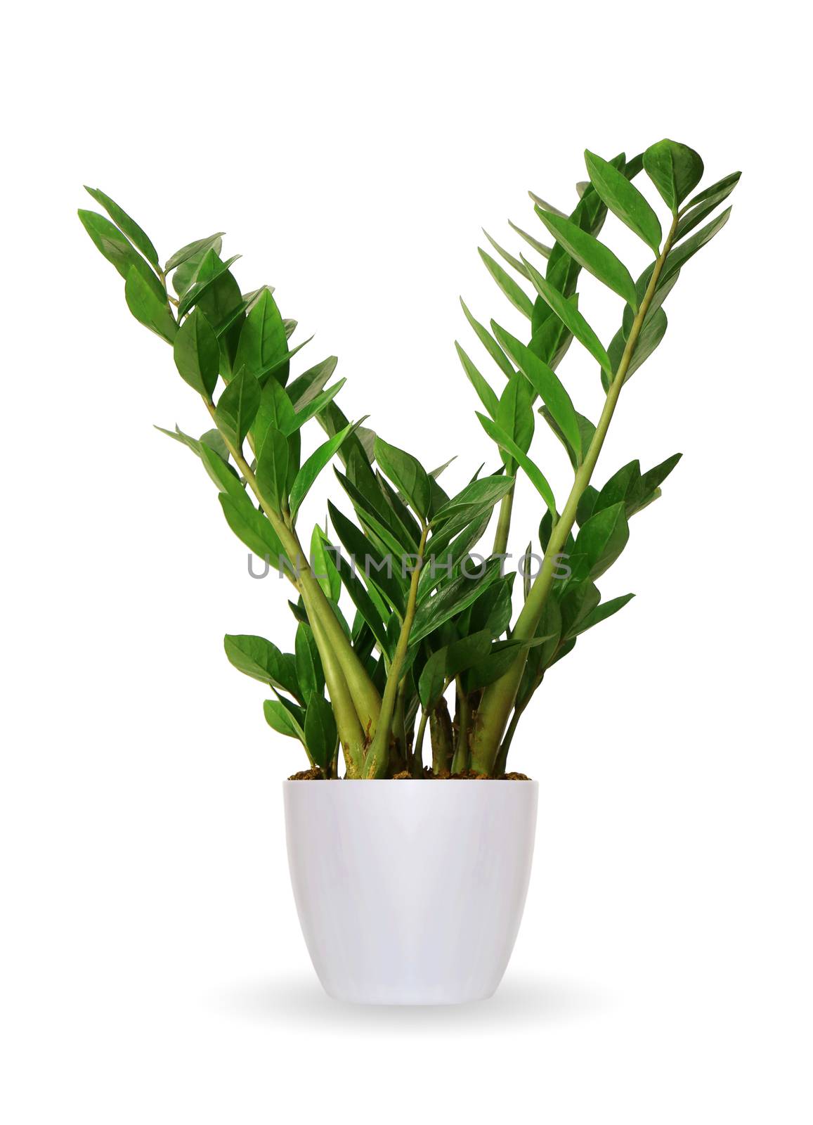Houseplant - Zamioculcas a potted plant isolated over white by kav777