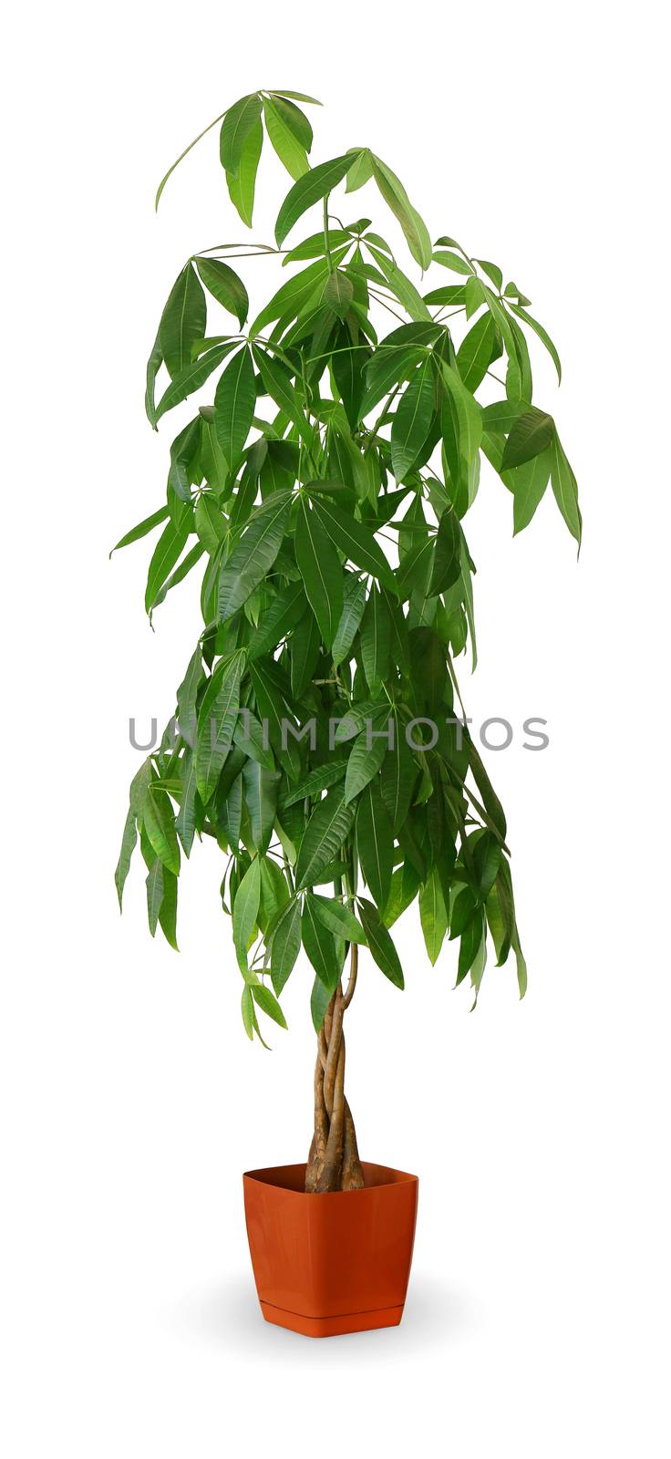 Pachira aquatica a potted plant isolated over white