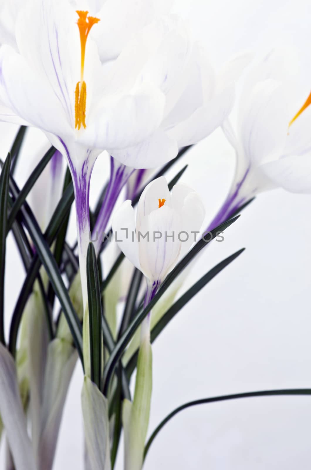 Spring flowers isolated on white background  by dolnikow