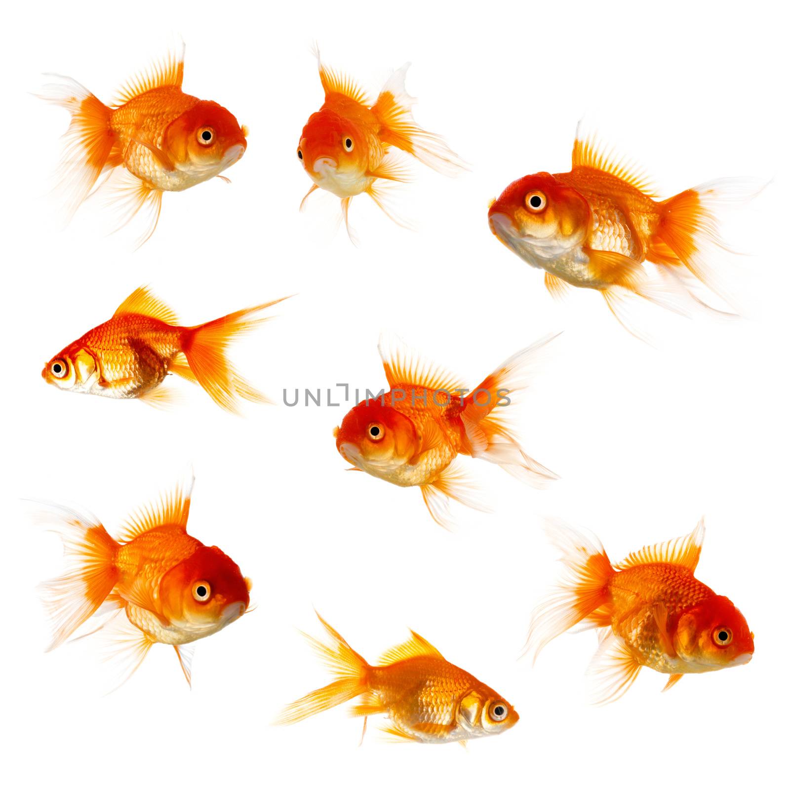 Set of Gold fish isolated on white background