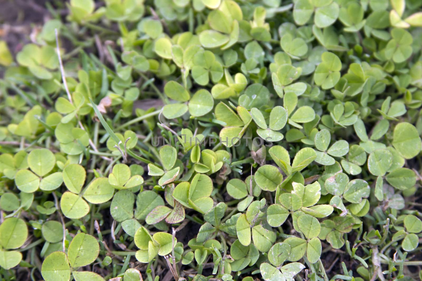 Fresh green clover on the meadow by mcherevan