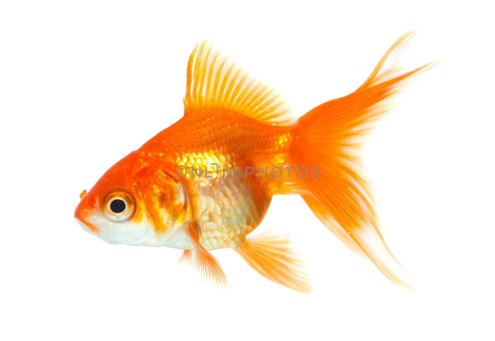 Gold fish isolated on white