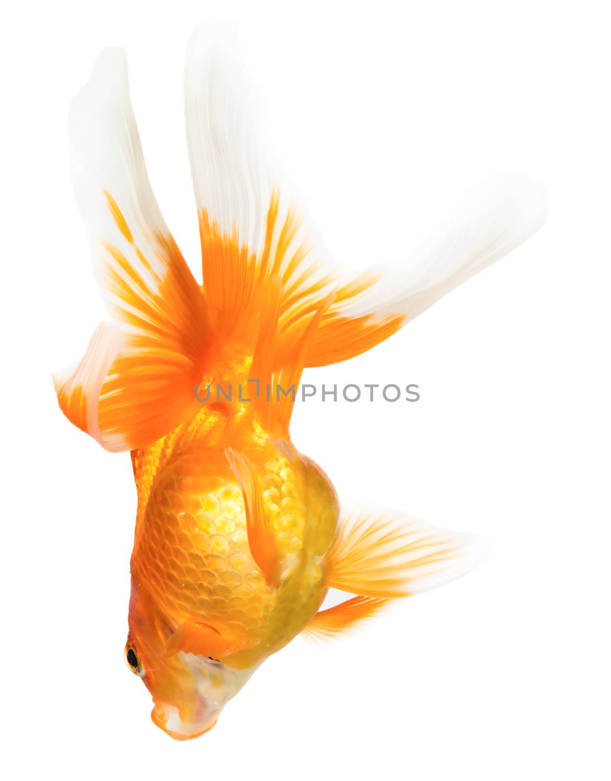 Gold fish isolated on white background