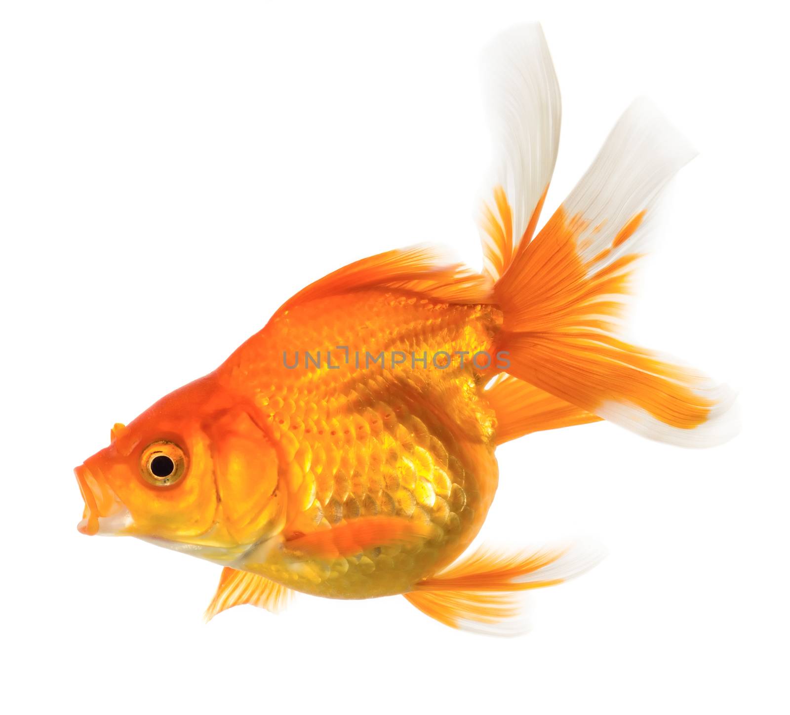 Gold fish isolated on white background