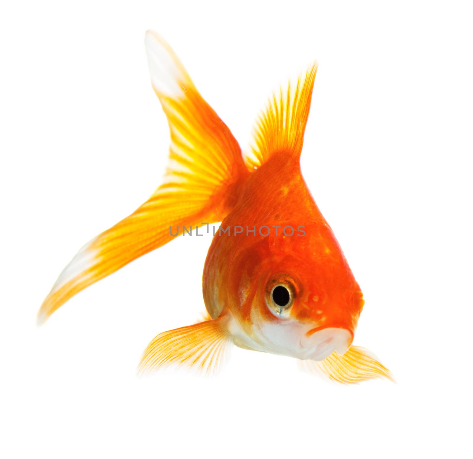 Gold fish isolated on white