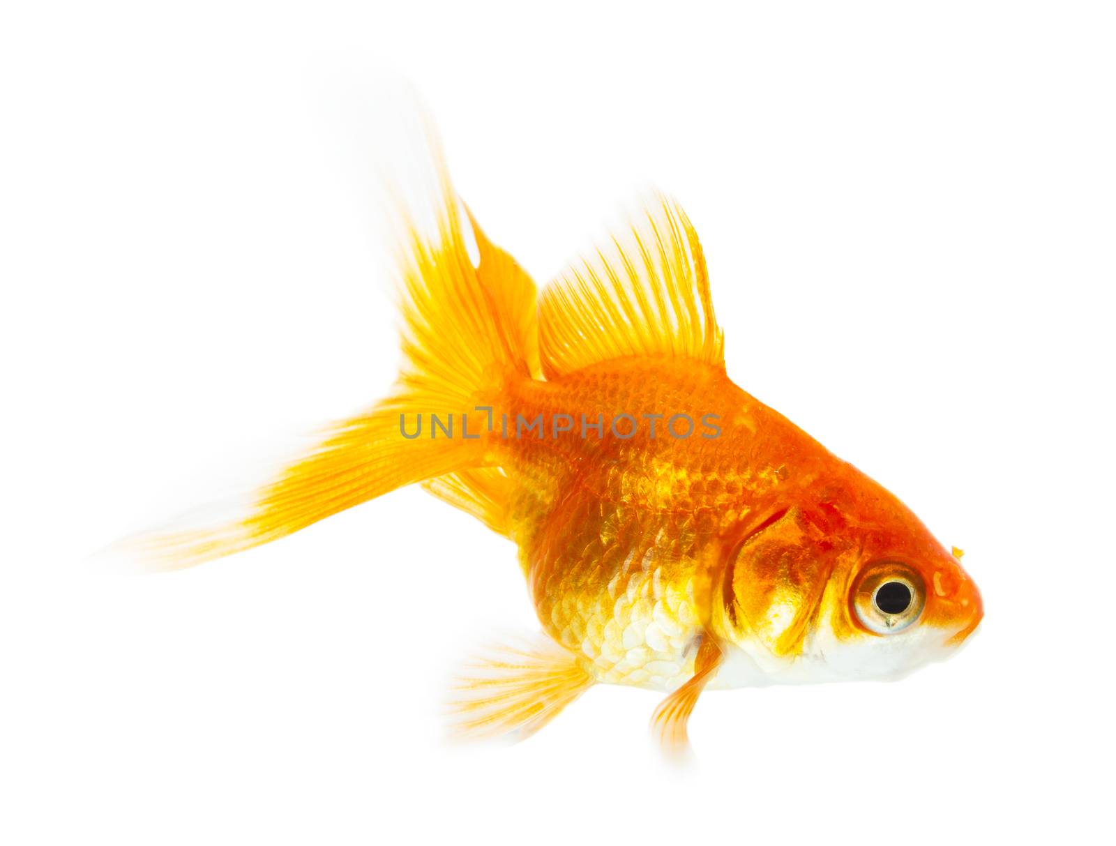 Gold fish isolated on white