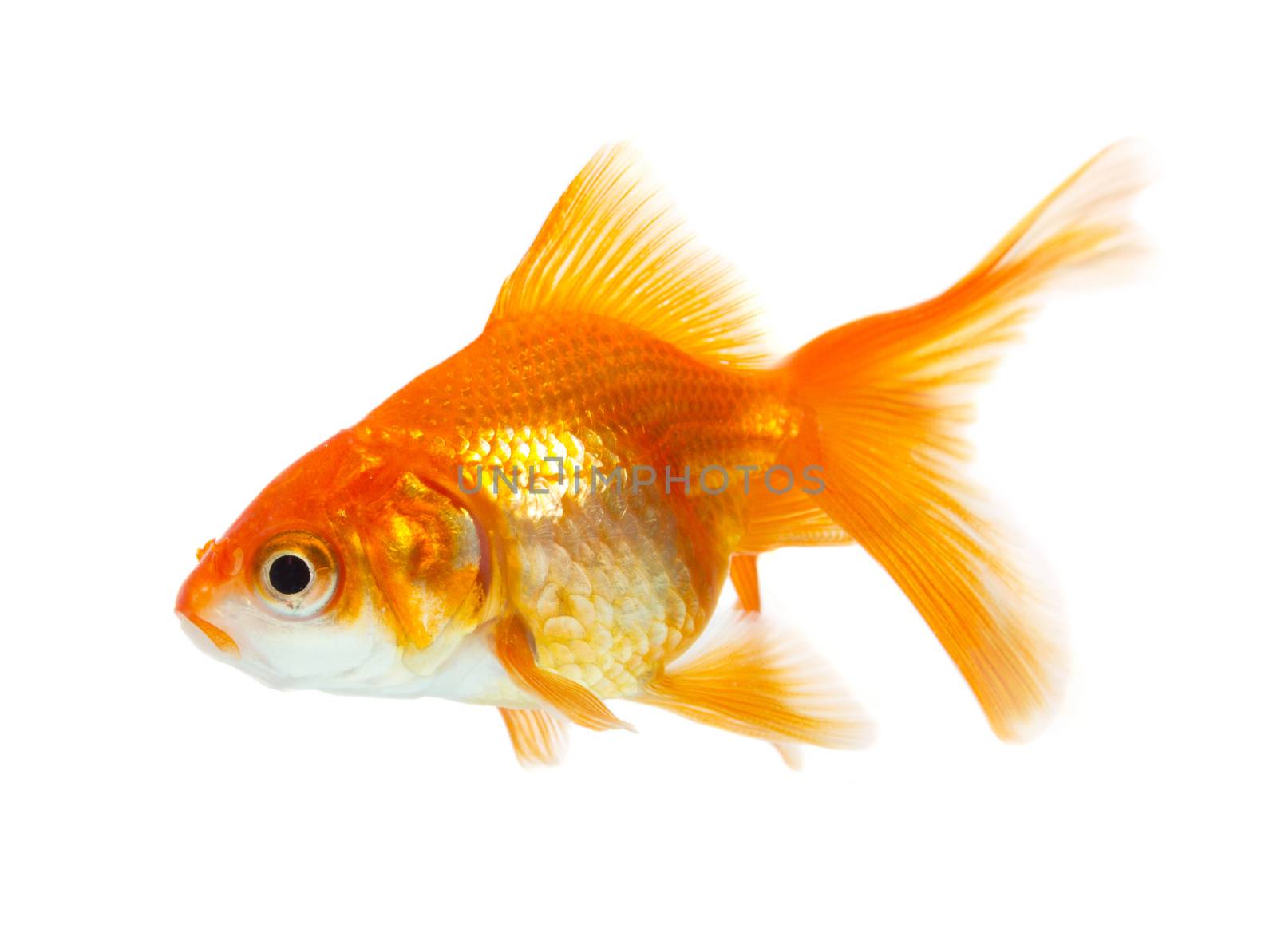 Gold fish by Valengilda