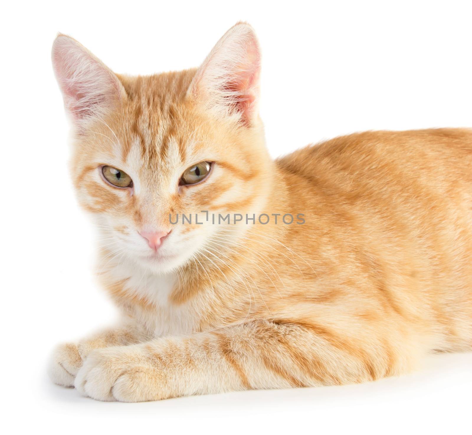 Red cat isolated on white background