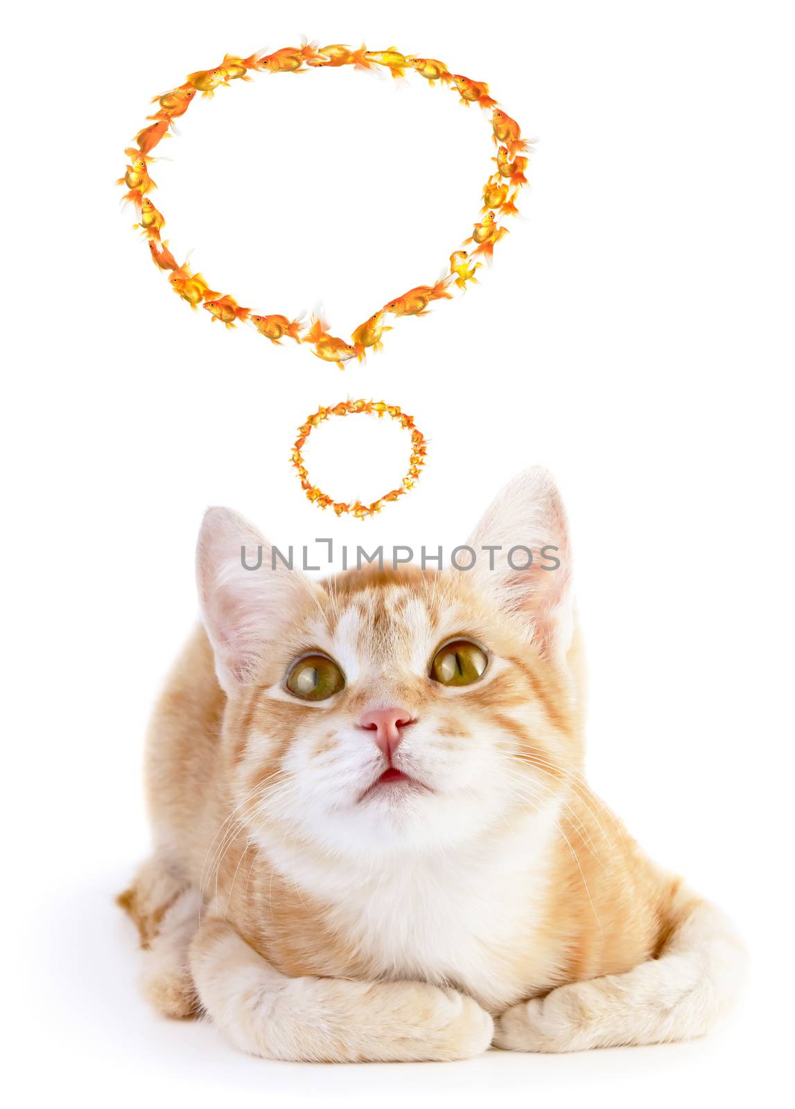 Red cat looking up isolated on white background