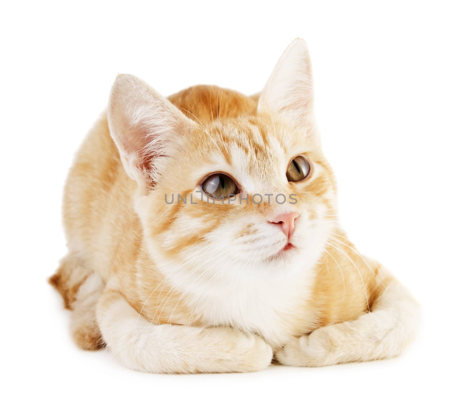 Red cat isolated on white background