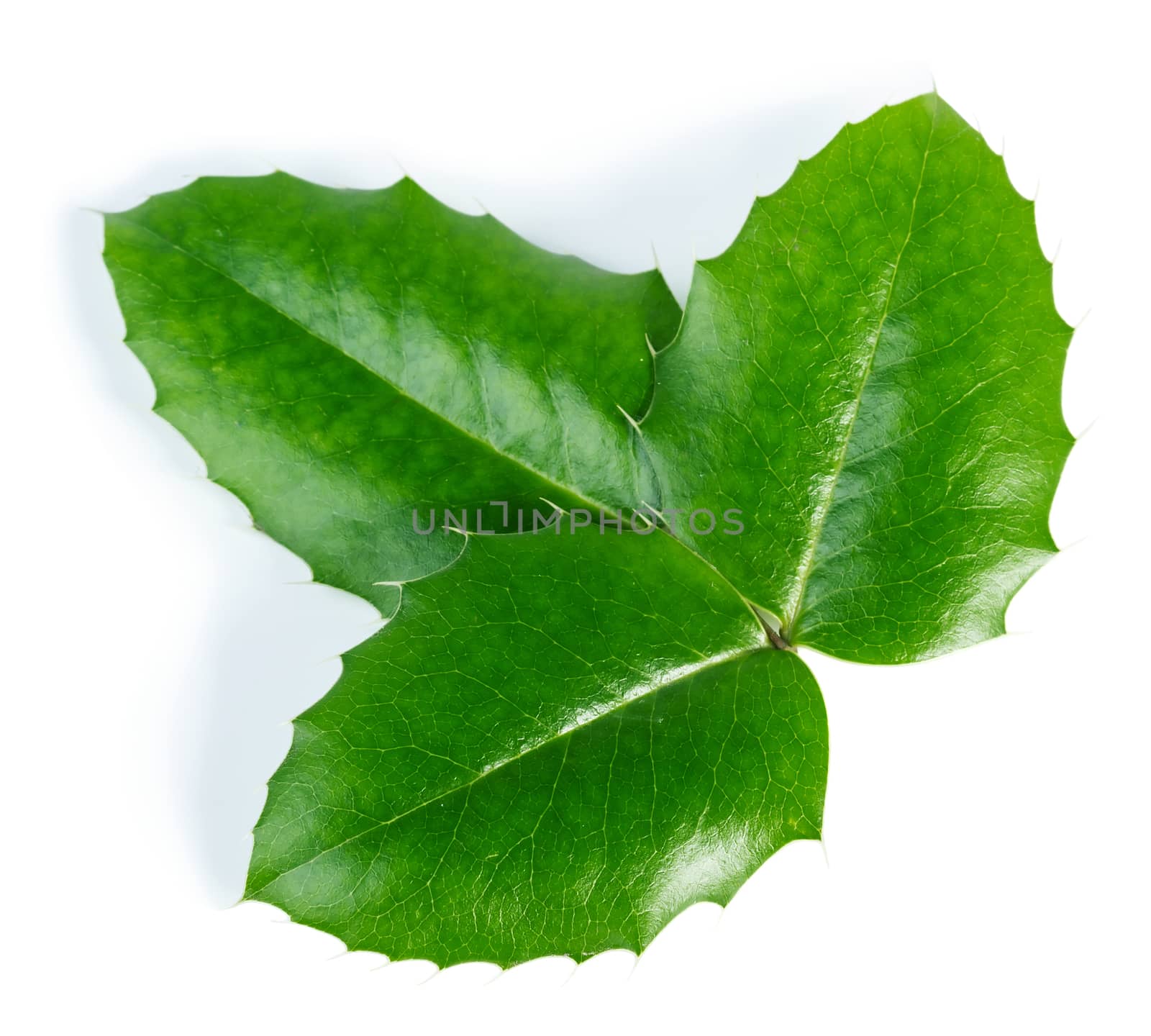 Holly leaves isolated on white background