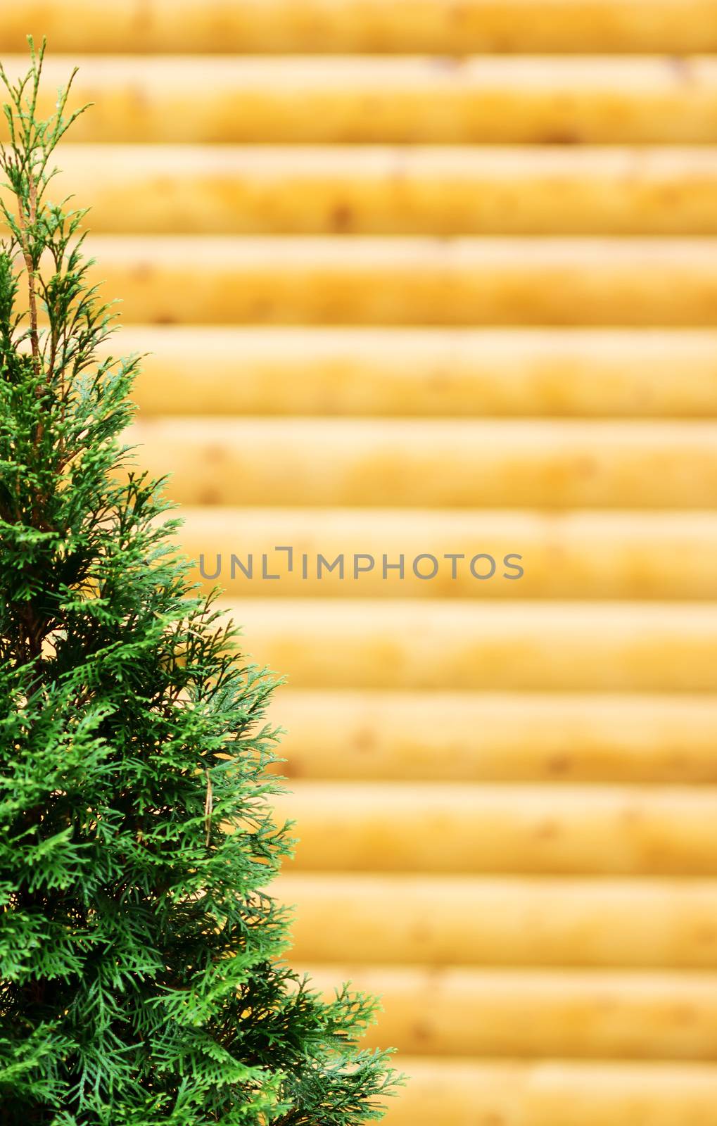 Cypress on wooden blockhouse background