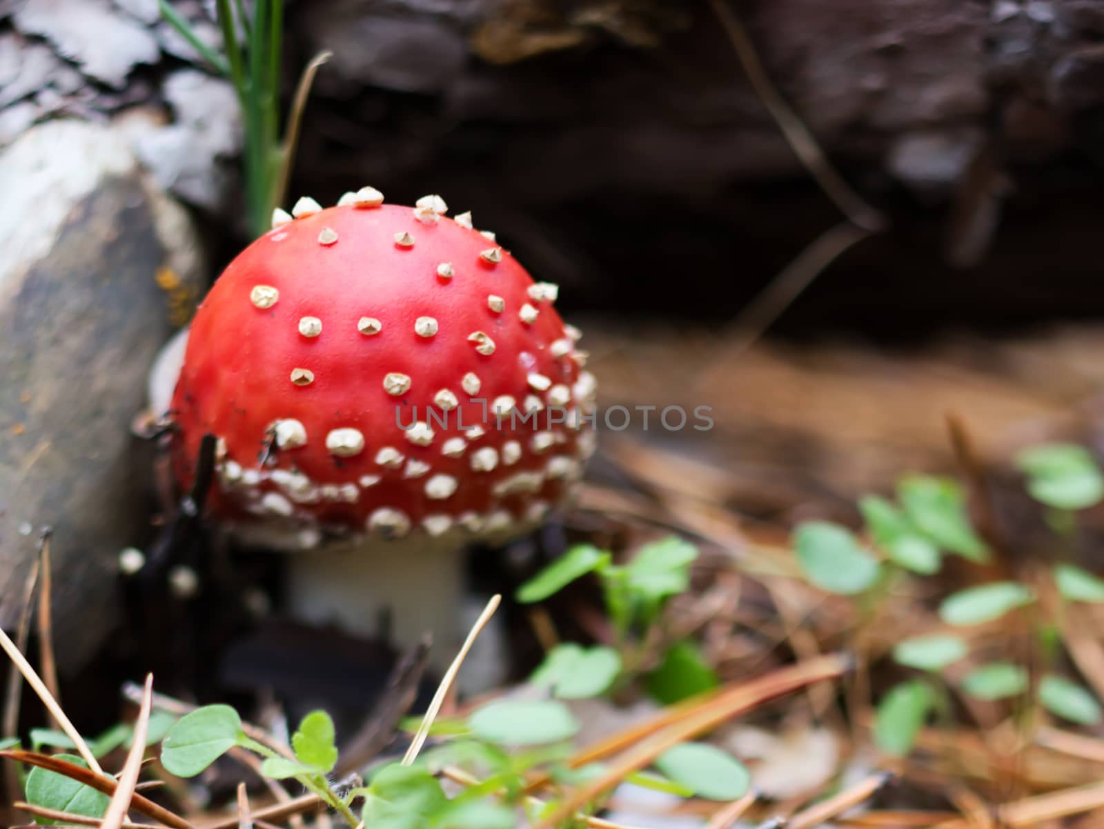 Mushroom: amanita muscaria