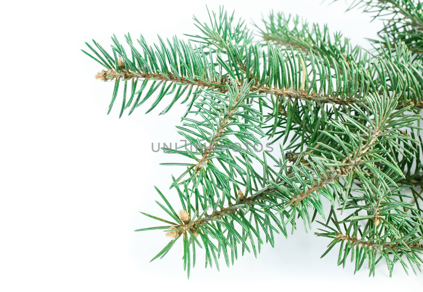 Fir tree branch isolated on white background