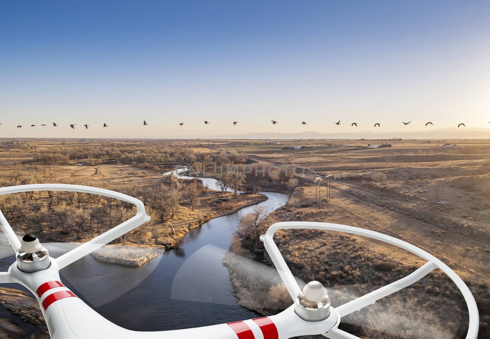 A small quadcopter drone flying over river landscape with Canadian geese, focus on drone motors and propellers.