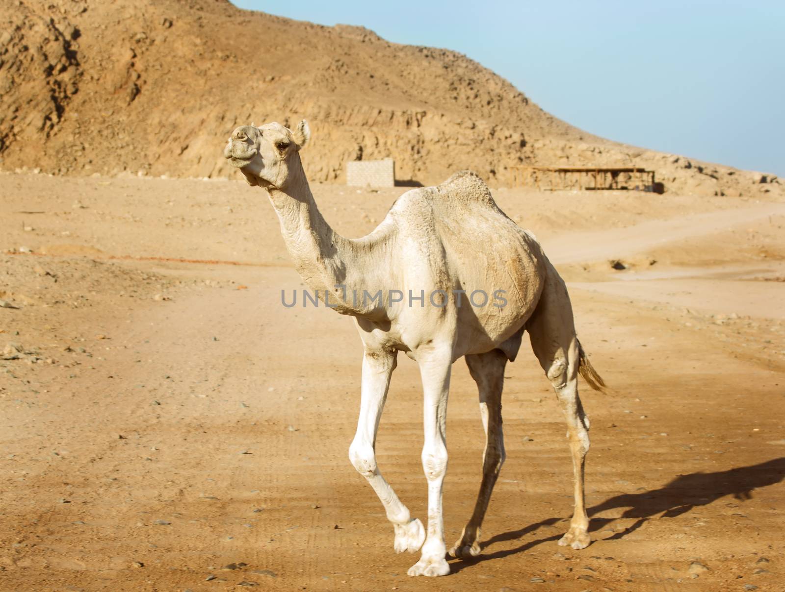 Camel in the egypt desert
