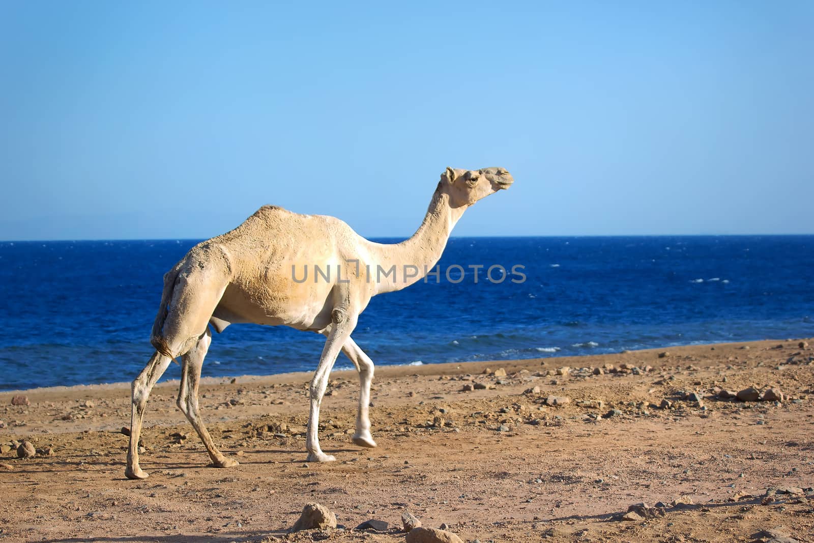 Camel walking on the beach